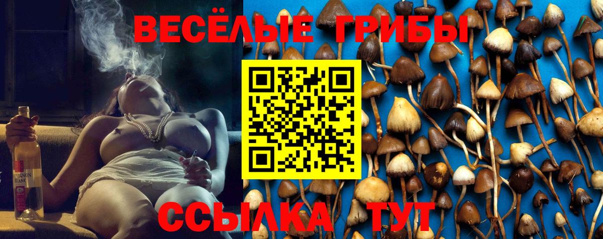 Галлюциногенные грибы Psilocybine cubensis Дербент